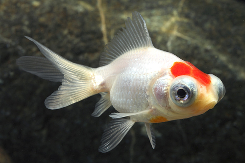 picture of Red Cap Telescope Goldfish Sml                                                                       Carassius auratus