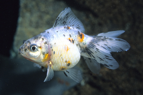 picture of Calico Shorttail Ryukin Goldfish M/S                                                                 Carassius auratus