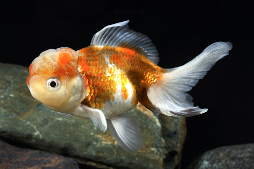 picture of Tri-Color Oranda Goldfish Reg                                                                        Carassius auratus