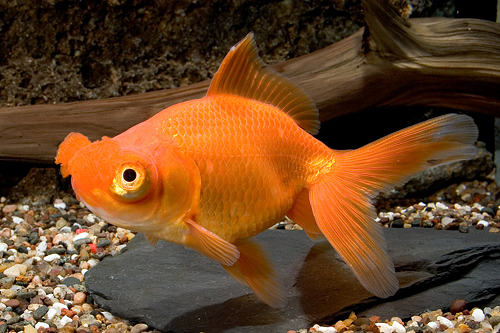 picture of Assorted Pom Pom Goldfish M/S                                                                        Carassius auratus