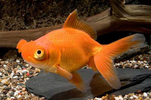 picture of Assorted Pom Pom Goldfish Med                                                                        Carassius auratus