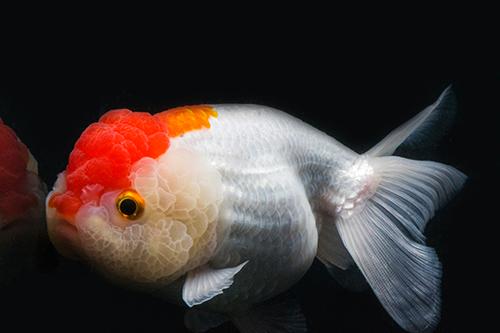 picture of Red & White Ranchu Goldfish M/S                                                                      Carassius auratus