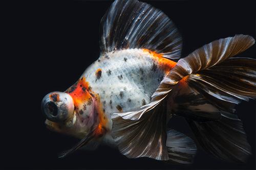 picture of Calico Butterfly Telescope Goldfish Med                                                              Carassius auratus