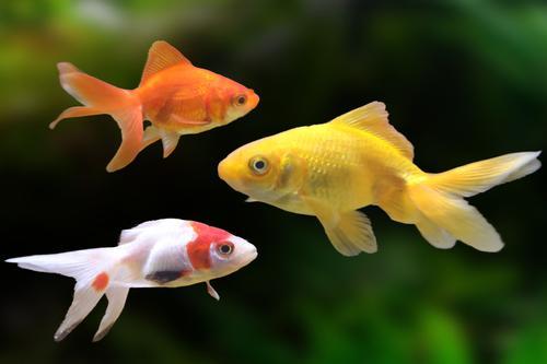 picture of Assorted Wakin Goldfish Med                                                                          Carassius auratus