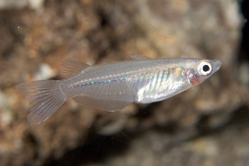 picture of Javanicus Ricefish Killie Reg                                                                        Oryzias javanicus