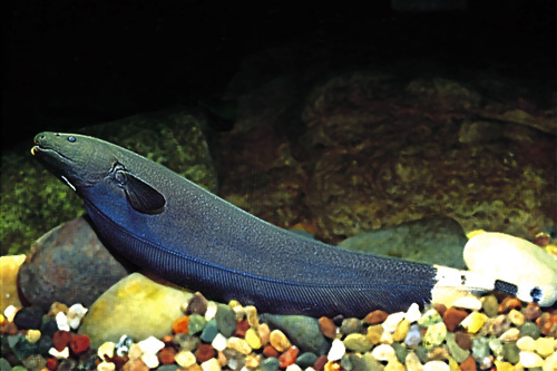 picture of Black Ghost Knife Sml                                                                                Apteronotus albifrons