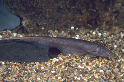 picture of Brown Ghost Knife Sml                                                                                Apteronotus leptorhynchus