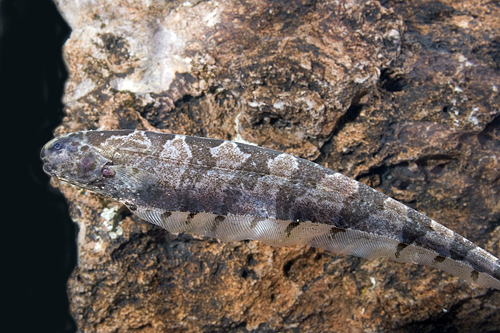 picture of Sierra Knife Sml                                                                                     Steatogenys duidae