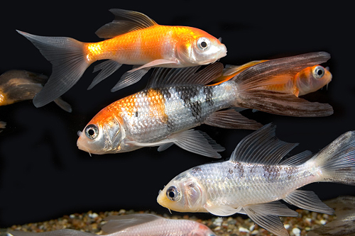 picture of Butterfly Koi 6-8