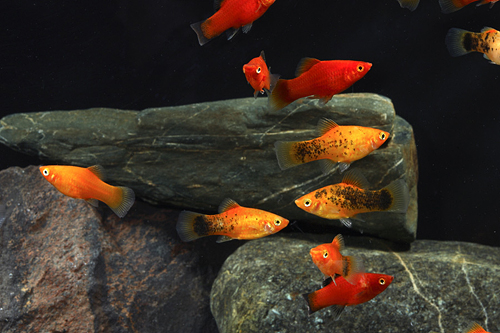 picture of Assorted Platy Shw                                                                                   Xiphophorus maculatus