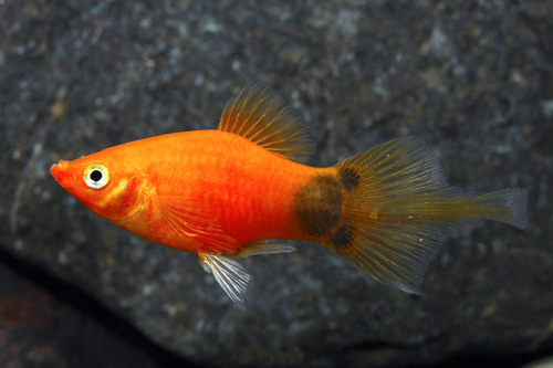 picture of Assorted Plumetail Platy Med                                                                         Xiphophorus maculatus