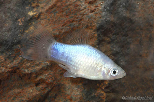 picture of Blue Platy Med                                                                                       Xiphophorus maculatus