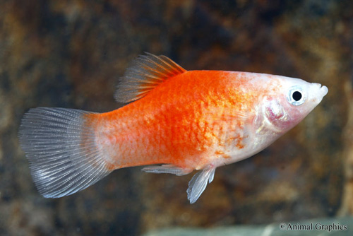 picture of Blushing Red Top Platy Med                                                                           Xiphophorus maculatus
