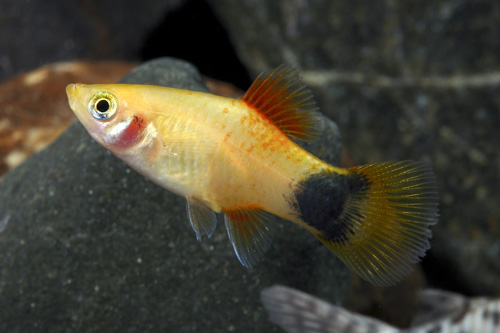 picture of Gold Crescent Platy Med                                                                              Xiphophorus maculatus