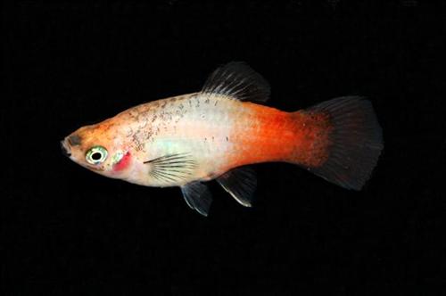 picture of Gold Wag Platy Med                                                                                   Xiphophorus maculatus