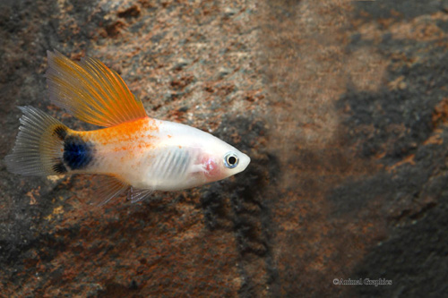picture of Highfin Candy Crescent Platy Med                                                                     Xiphophorus maculatus