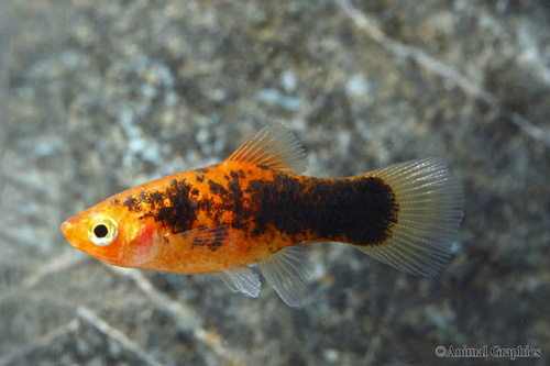 picture of Painted Platy Sml                                                                                    Xiphophorus maculatus