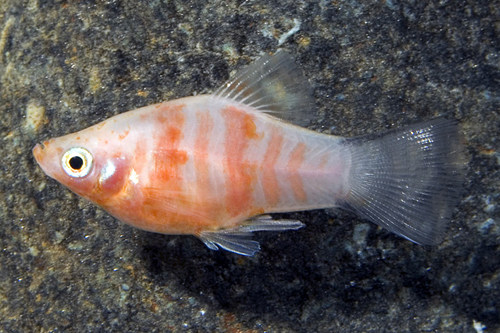 picture of Red Tiger Platy Reg                                                                                  Xiphophorus maculatus