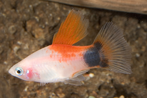 picture of Red Top White Crescent Platy Med                                                                     Xiphophorus maculatus