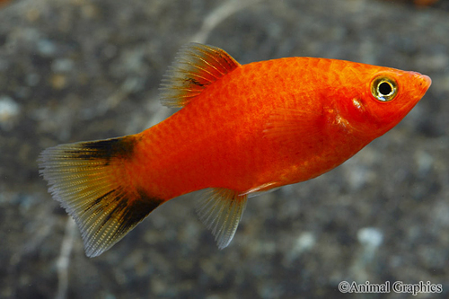 picture of Red Twinbar Platy Med                                                                                Xiphophorus maculatus