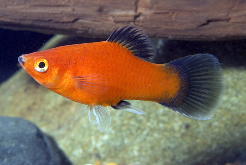 picture of Red Wag Platy Lrg                                                                                    Xiphophorus maculatus