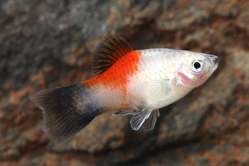 picture of Pineapple Candy Wag Platy Lrg                                                                        Xiphophorus maculatus