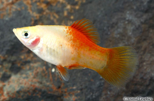 picture of Pineapple Candy Platy Med                                                                            Xiphophorus maculatus