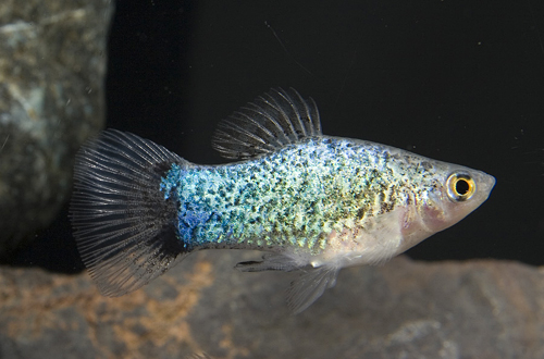 picture of Blue Crescent Painted Platy Med                                                                      Xiphophorus maculatus
