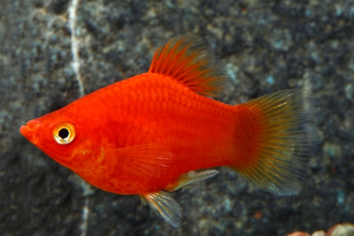 picture of Dwarf Red Coral Platy Reg                                                                            Xiphophorus maculatus
