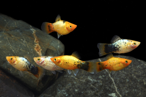 picture of Gold Painted Platy Lrg                                                                               Xiphophorus maculatus