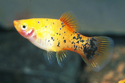 picture of Calico Platy Med                                                                                     Xiphophorus maculatus