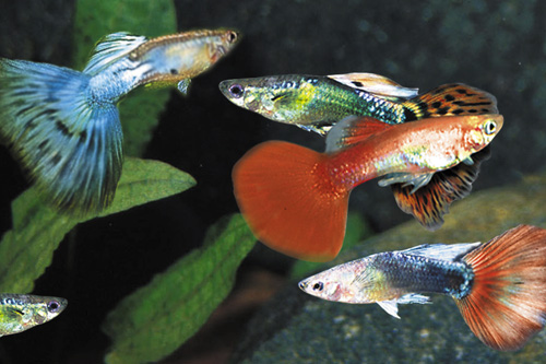 picture of Assorted Fancy Guppy Male Lrg                                                                        Poecilia reticulata