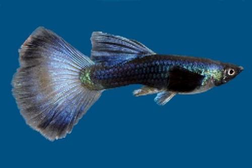 picture of Blue Moscow Guppy Pair Med                                                                           Poecilia reticulata