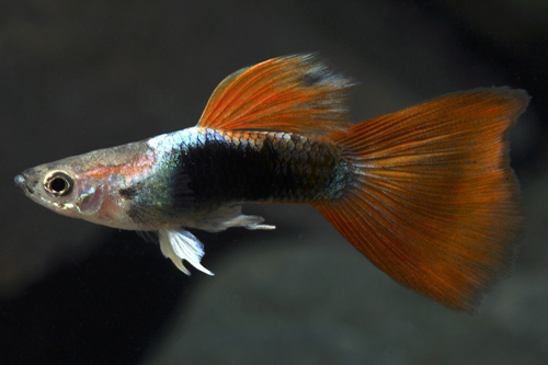 picture of Red Tuxedo Guppy Pair Med                                                                            Poecilia reticulata