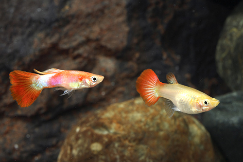 picture of Pink Lady Delta Guppy Pair Med                                                                       Poecilia reticulata