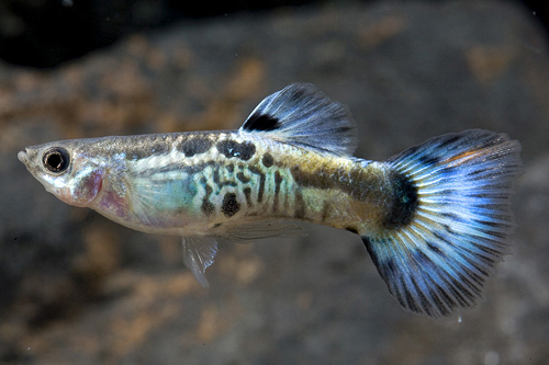 picture of Blue Snakeskin Guppy Male Med                                                                        Poecilia reticulata
