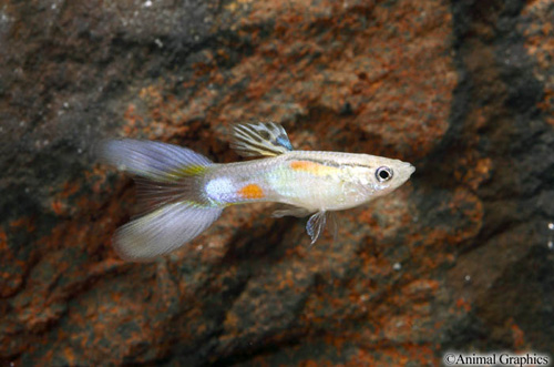 picture of Green Lyretail Guppy Male Med                                                                        Poecilia reticulata