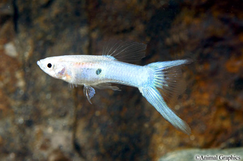 picture of Royal Blue Lyretail Guppy Male Med                                                                   Poecilia reticulata
