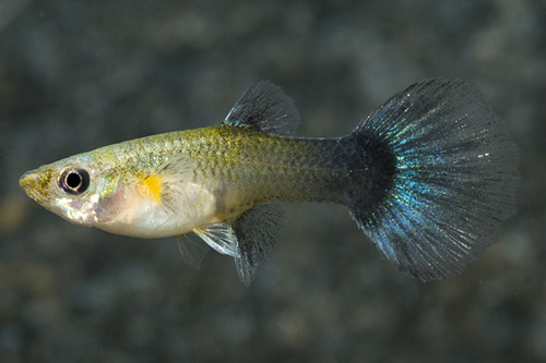 picture of Turquoise Guppy Female Med                                                                           Poecilia reticulata