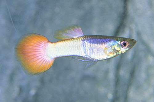 picture of Blue Pinktail Guppy Male Med                                                                         Poecilia reticulata