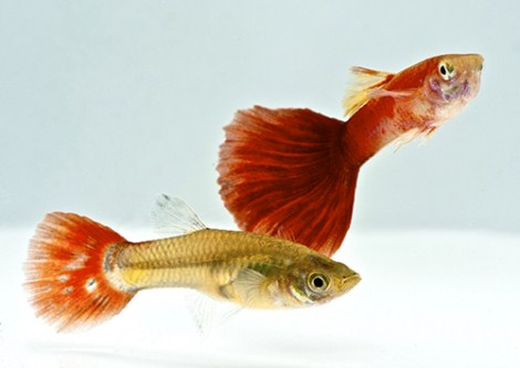 picture of Red Blonde Guppy Pair Med                                                                            Poecilia reticulata
