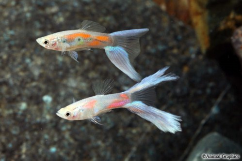 picture of Assorted Lyretail Guppy Male Med                                                                     Poecilia reticulata