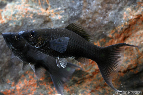 picture of Black Lyretail Molly Med                                                                             Poecilia latipinna