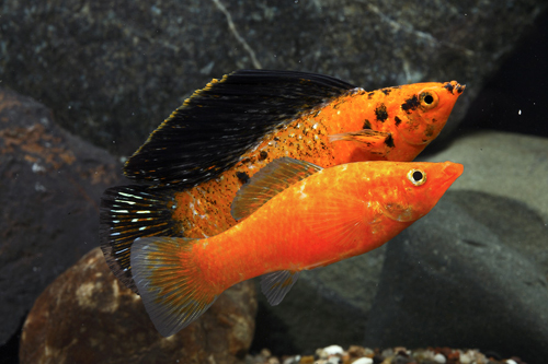 picture of Red Sunset Sailfin Molly Med                                                                         Poecilia velifera