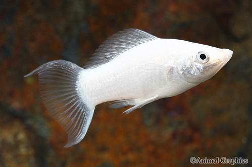 picture of Silver Lyretail Molly Reg                                                                            Poecilia latipinna