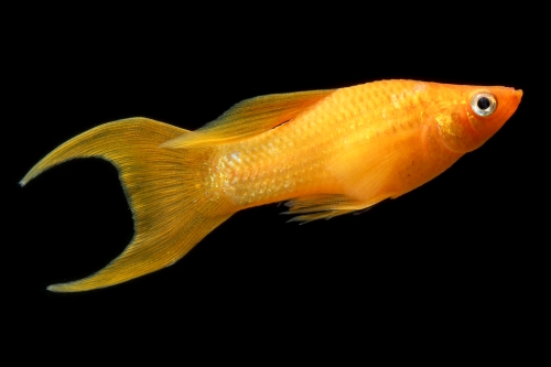 picture of Tangerine Painted Lyretail Molly Reg                                                                 Poecilia latipinna