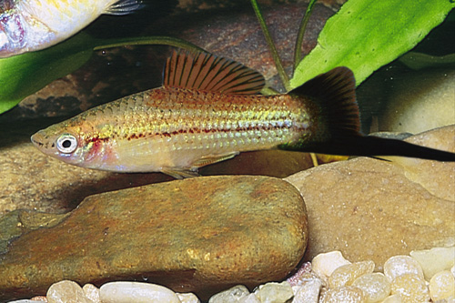 picture of Pineapple Candy Wag Swordtail Sml                                                                    Xiphophorus helleri