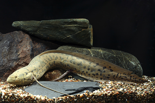 picture of African Lungfish Sml                                                                                 Protopterus annectens