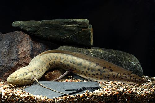 picture of African Lungfish B Grade Med                                                                         Protopterus annectens