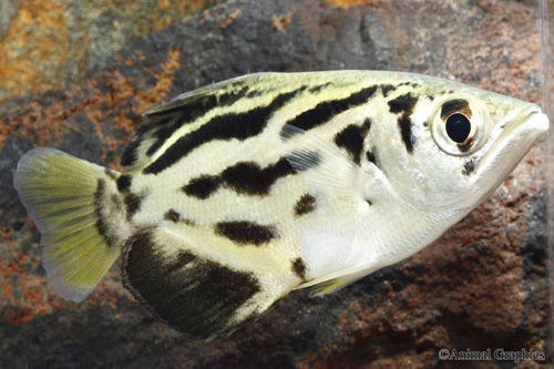 picture of Clouded Archer Fish Burma Reg                                                                        Toxotes blythii